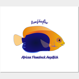 African Flameback Angelfish Posters and Art